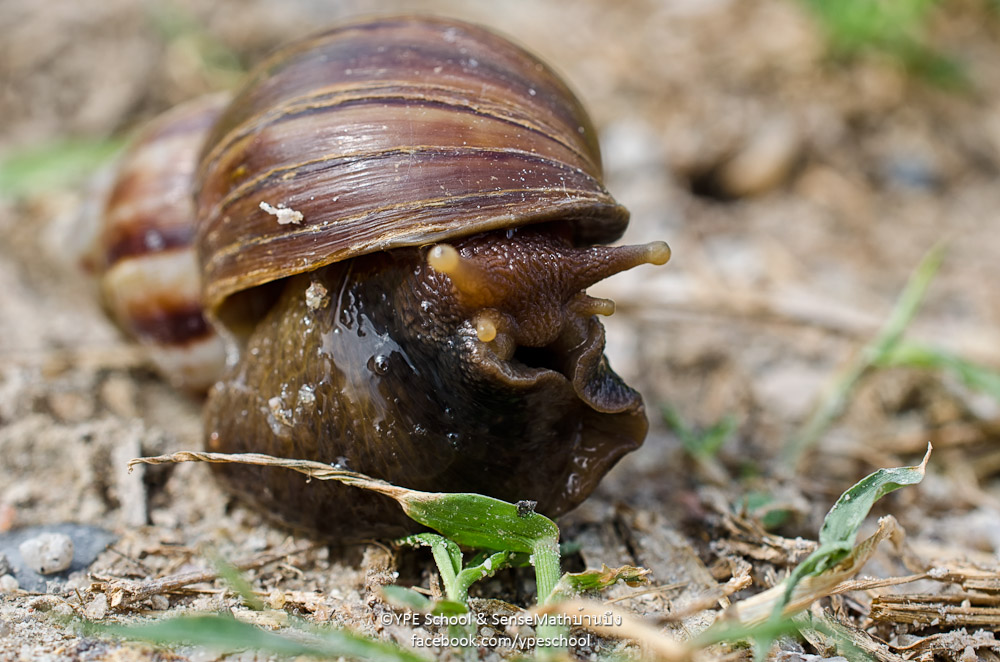 snail-2.jpg