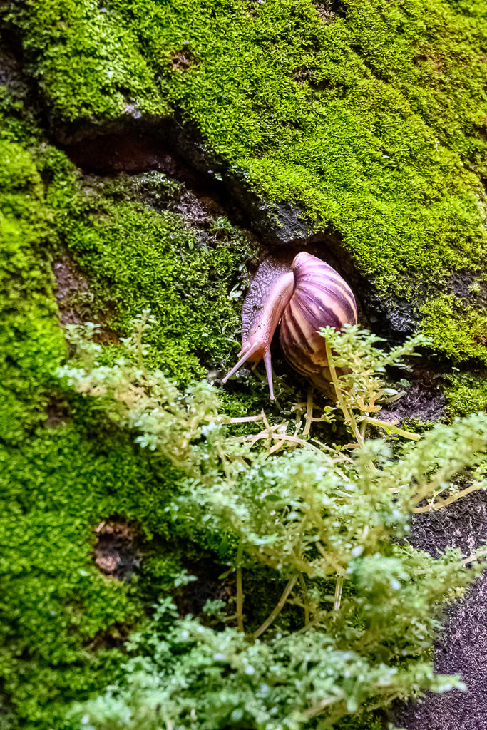 snail-3.jpg