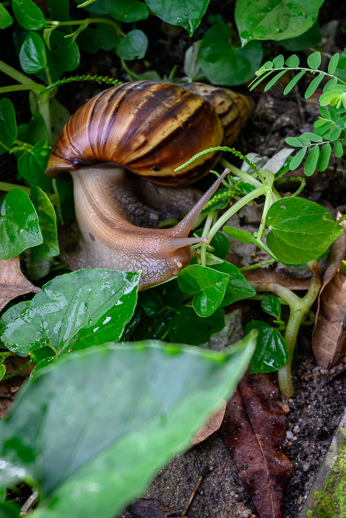 snail-3.jpg