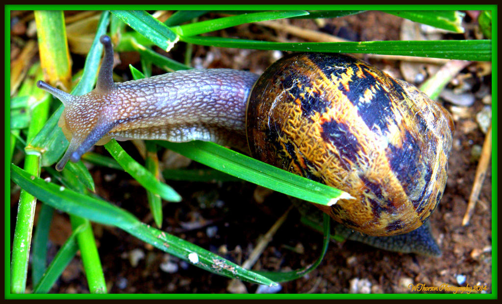 Snail 3.jpg