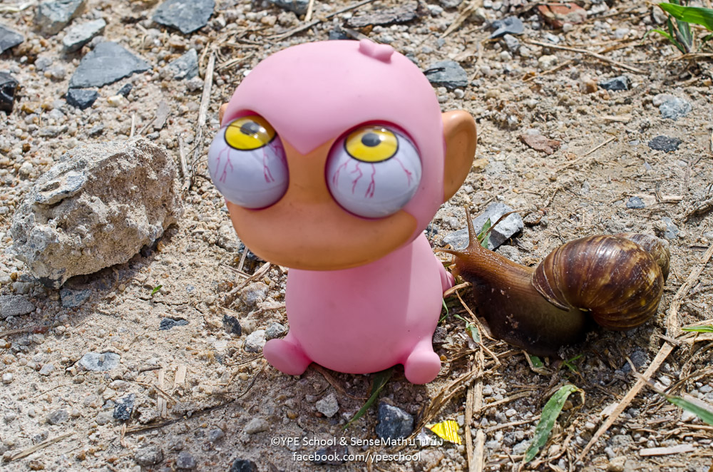 snail-3.jpg
