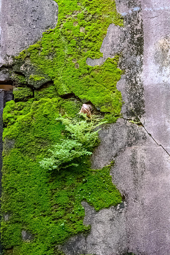 snail-4.jpg