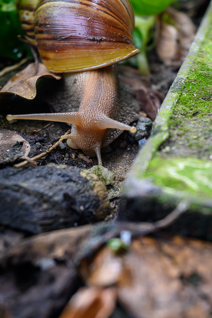 snail-4.jpg