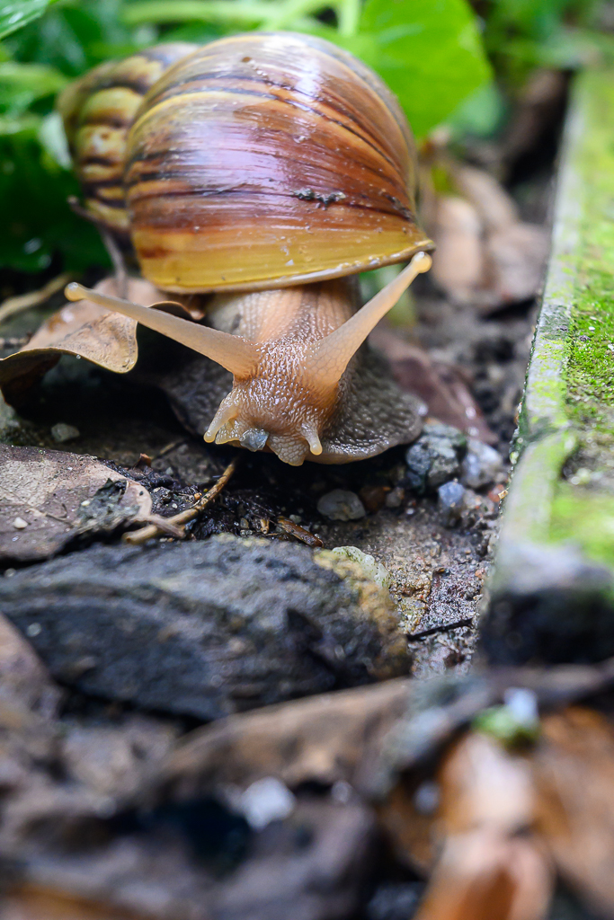 snail-5.jpg