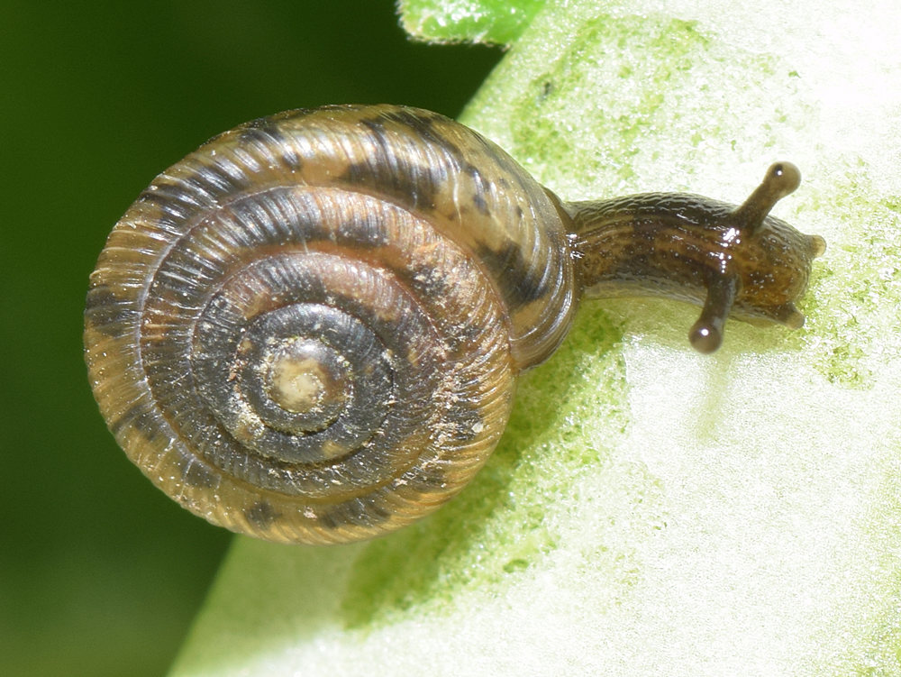 Snail.jpg