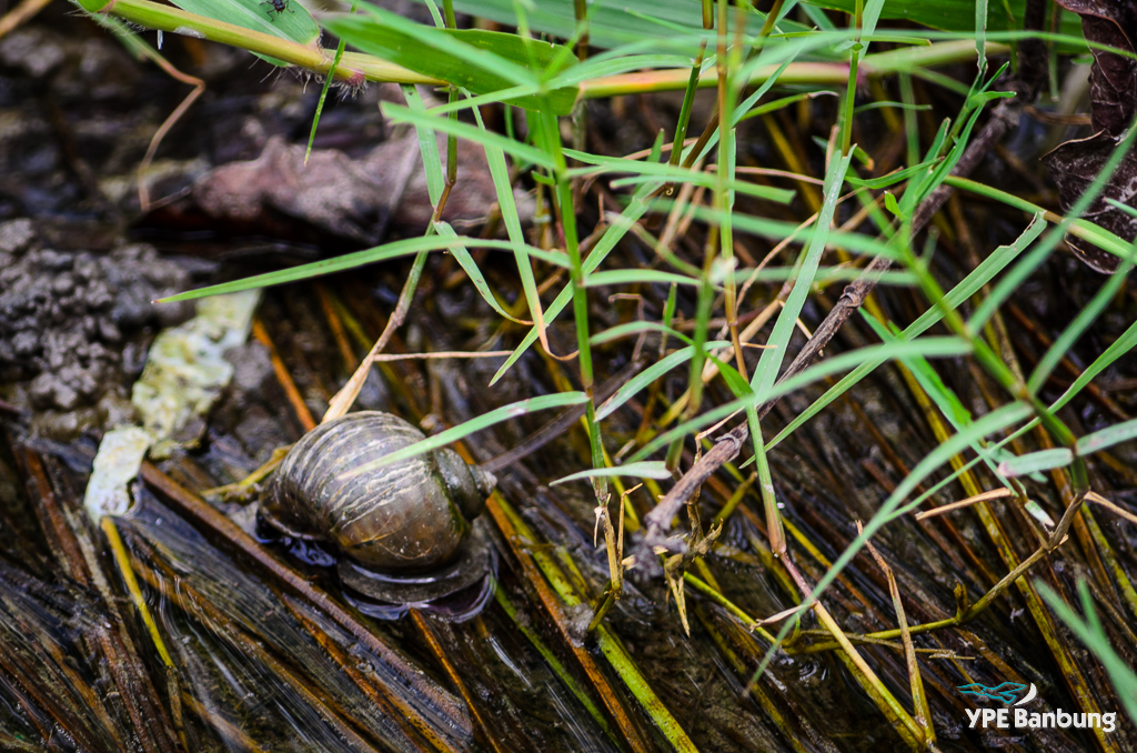 snail-mud-1.jpg