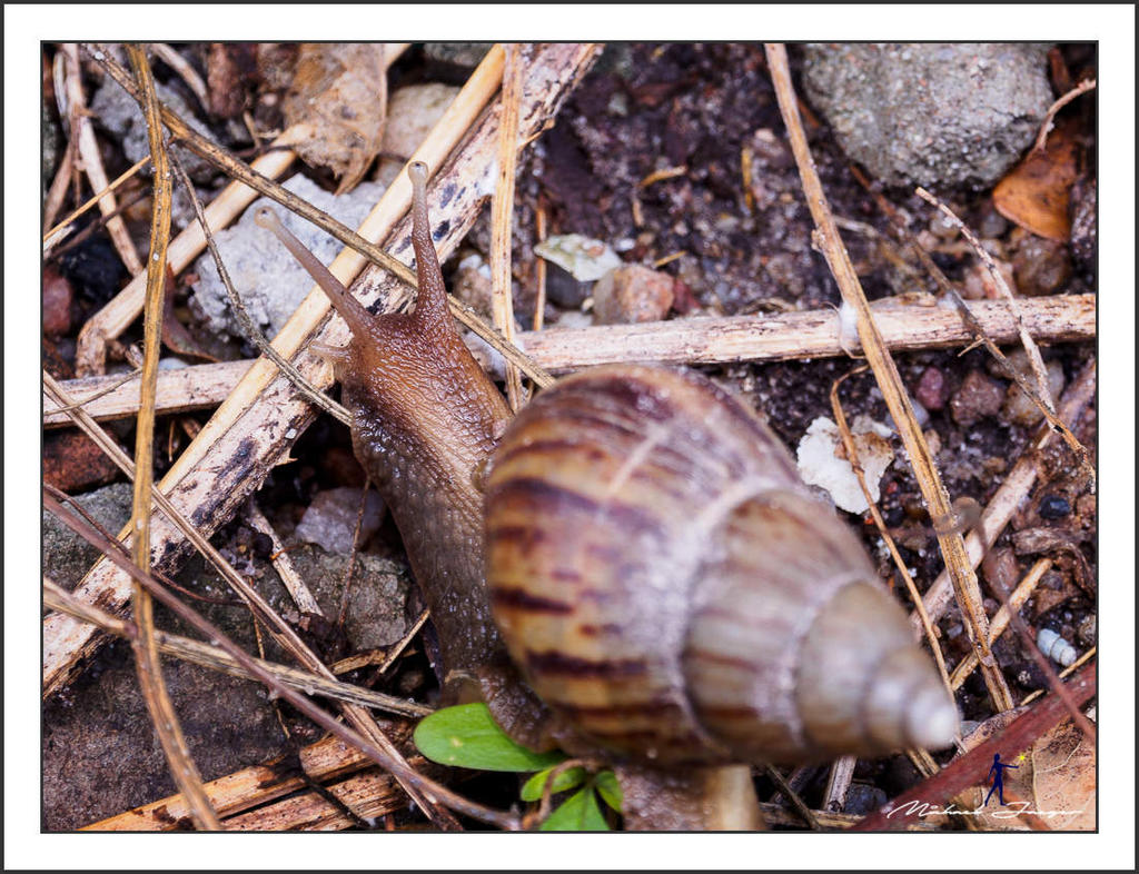 snail-olympus-12-50-1.jpg