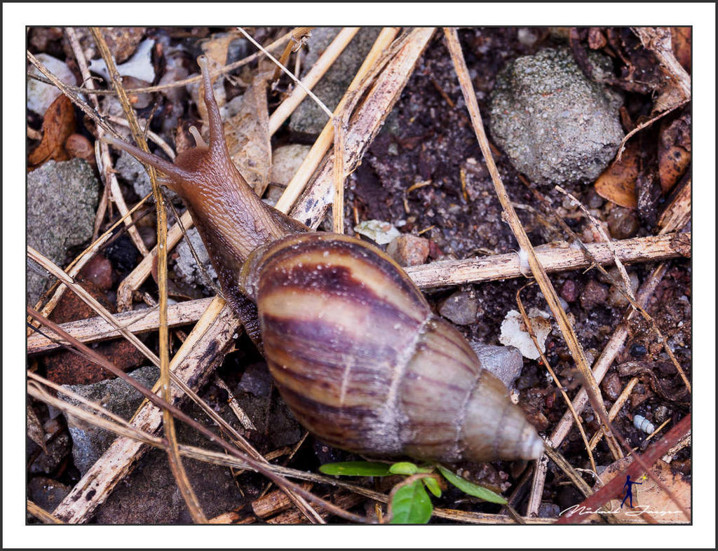 snail-olympus-12-50-2.jpg