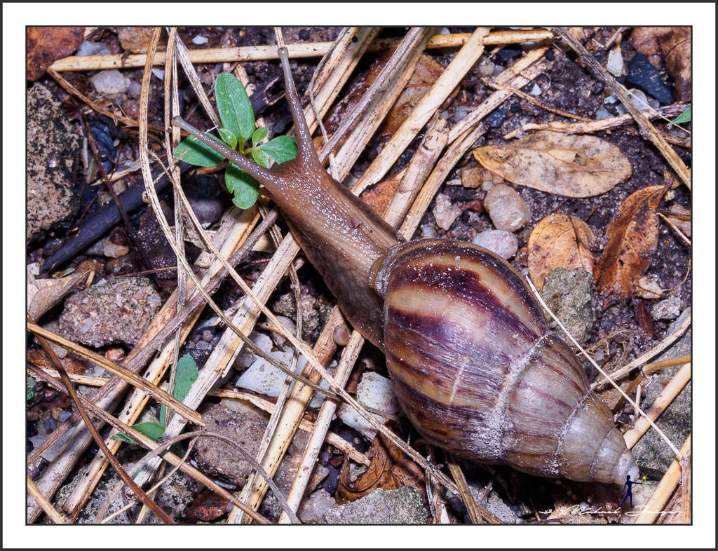 snail-olympus-12-50-3.jpg
