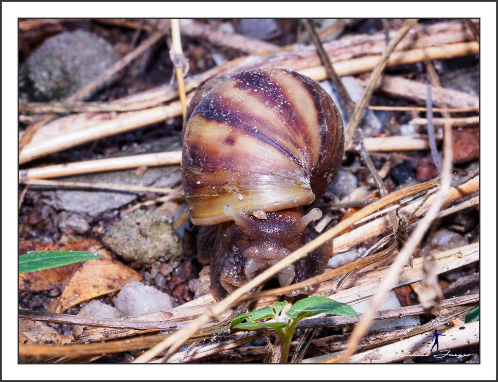 snail-olympus-12-50-4.jpg