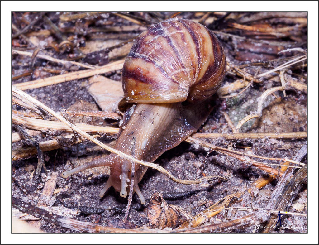 snail-olympus-12-50-5.jpg