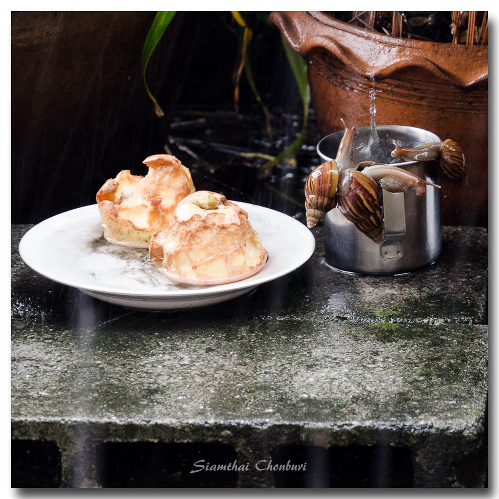 snail-rain-1.jpg