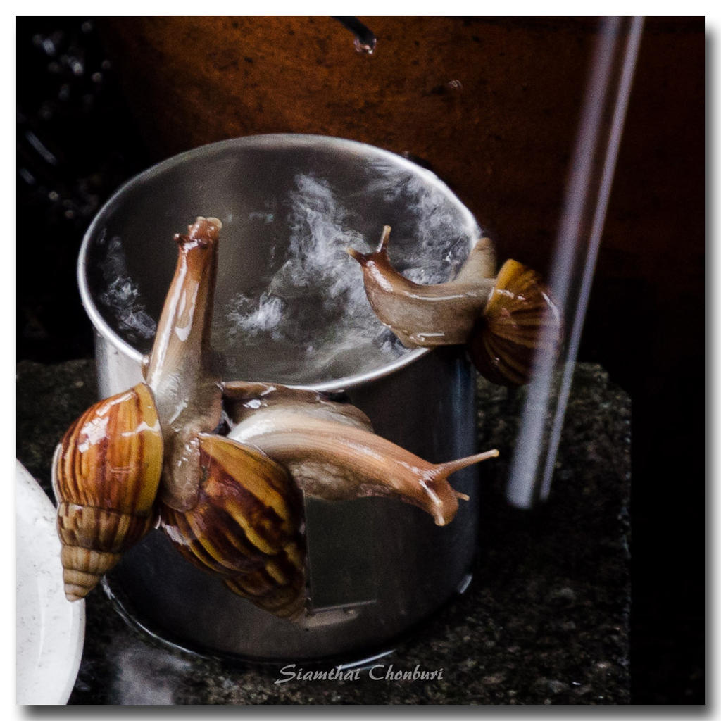 snail-rain-2.jpg