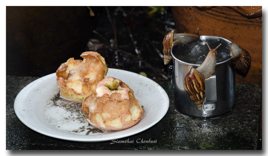 snail-rain-4.jpg