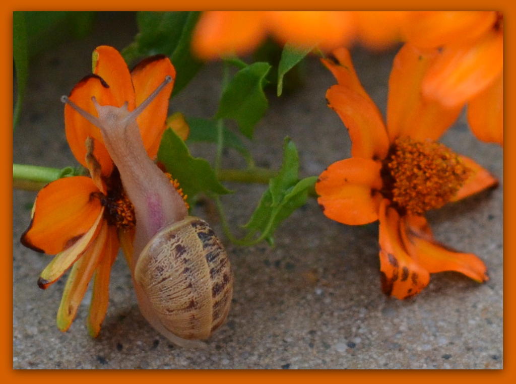 Snail with Orange Zinnia's.jpg