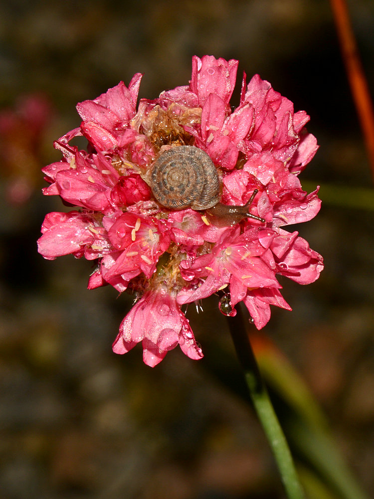 Snail2.jpg