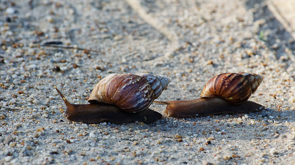 snails-1.jpg