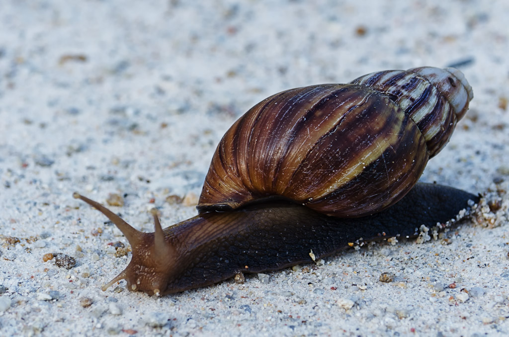 snails-2.jpg