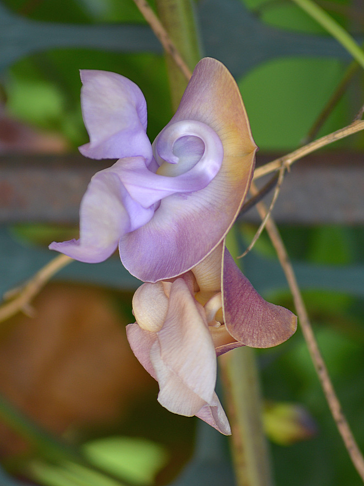 SnailVine04Jan2014.jpg