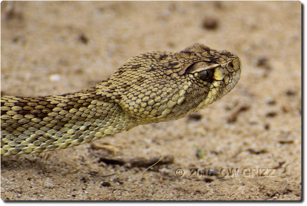 snake-eye1-cr.jpg