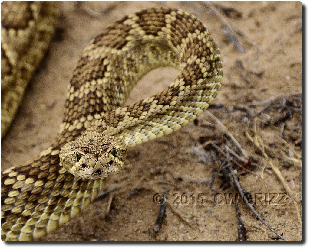 snake-eye2.jpg