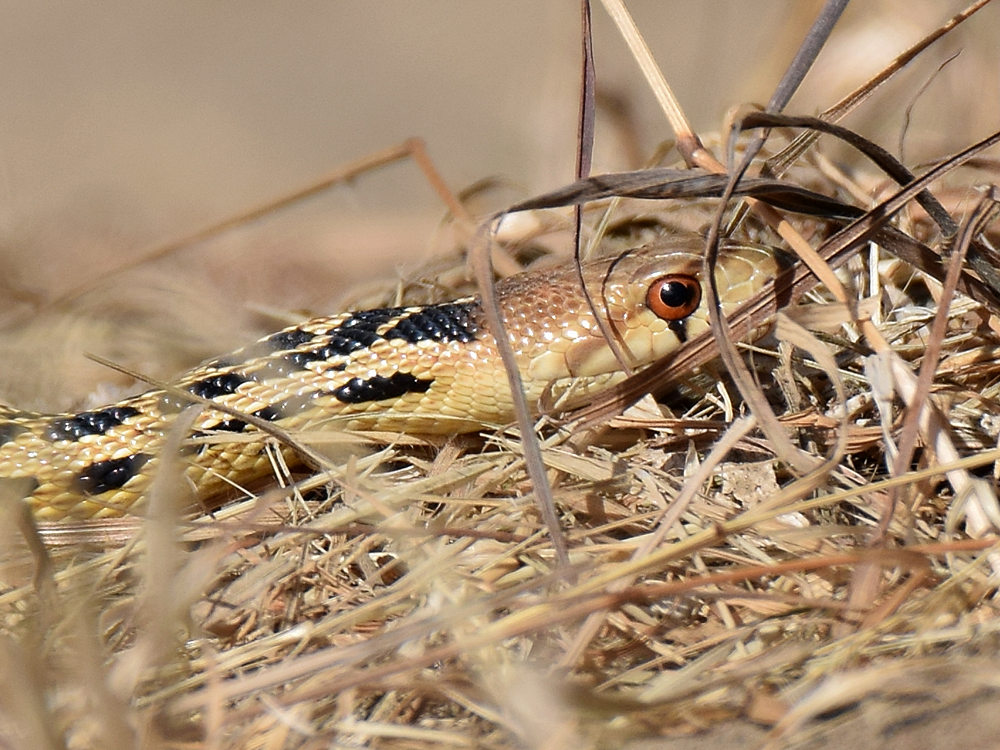 Snake.jpg