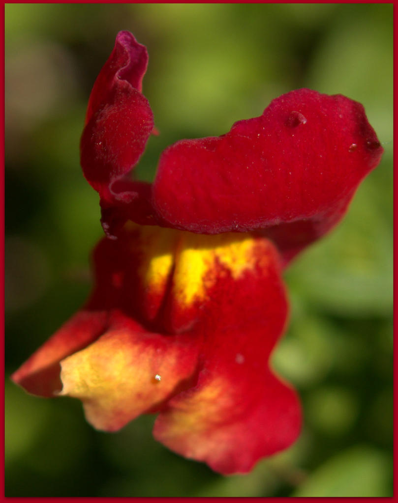 Snapdragon in Lava.jpg
