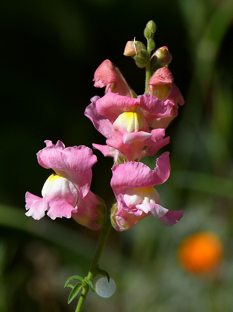 SnapDragon.jpg