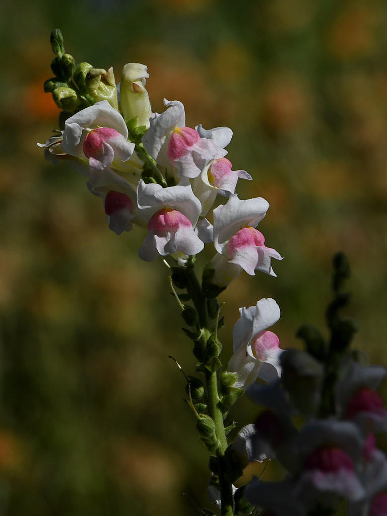 Snapdragon.jpg