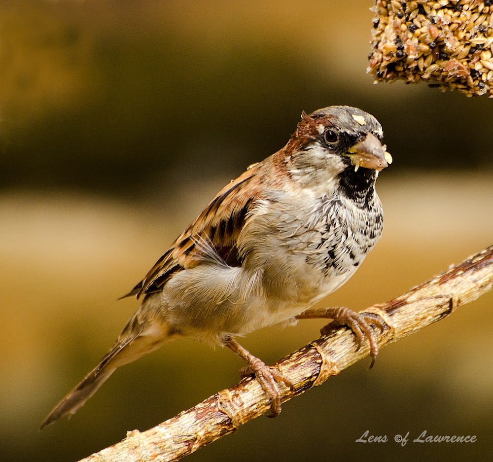 Sngle Sparrow 2 LOL.jpg