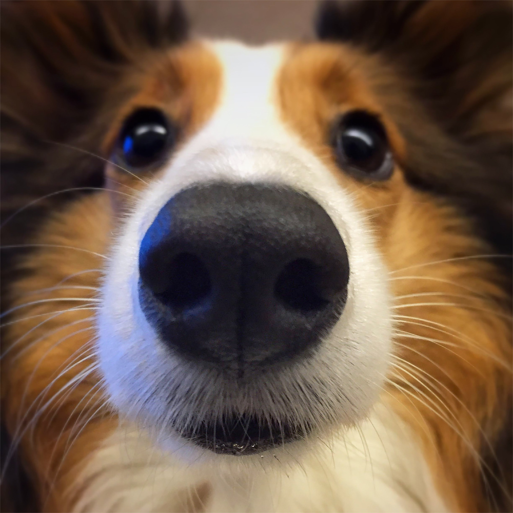 snoot.jpg
