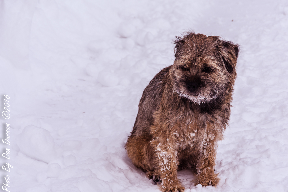 Snow-1887.JPG