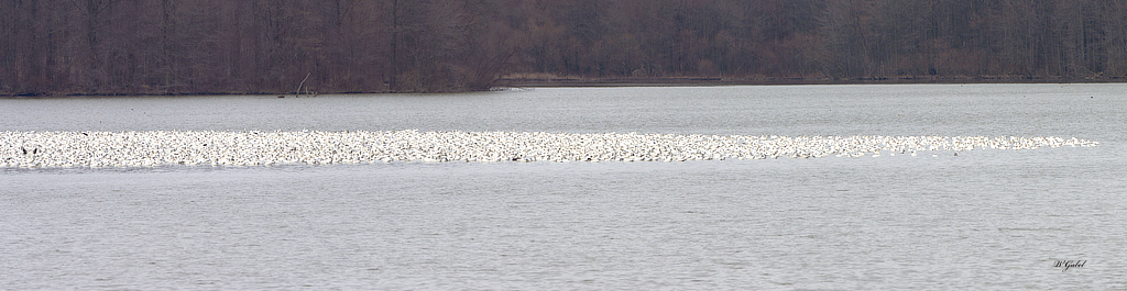 Snow geese middlecreek 2023.jpg