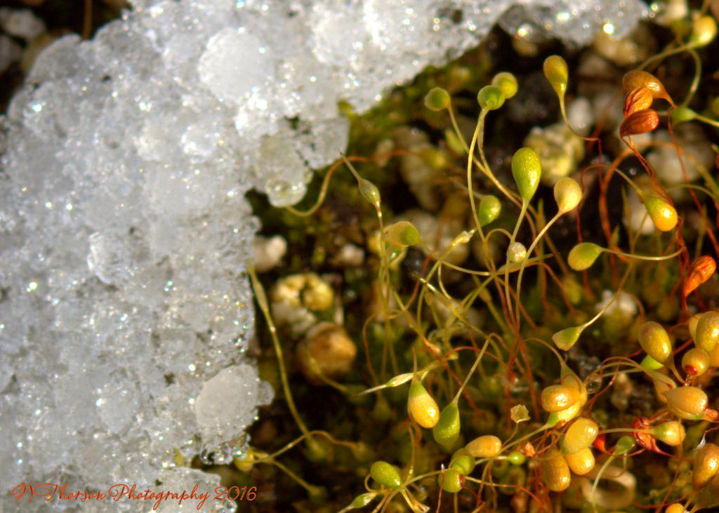 Snow on Daisy Starts 11-24-2016.jpg