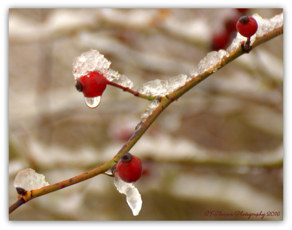 Snow on the Rose Hips 4-15-2016.jpg