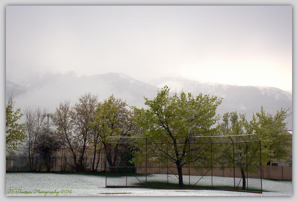 Snow on the Spring Trees 4-15-2016.jpg