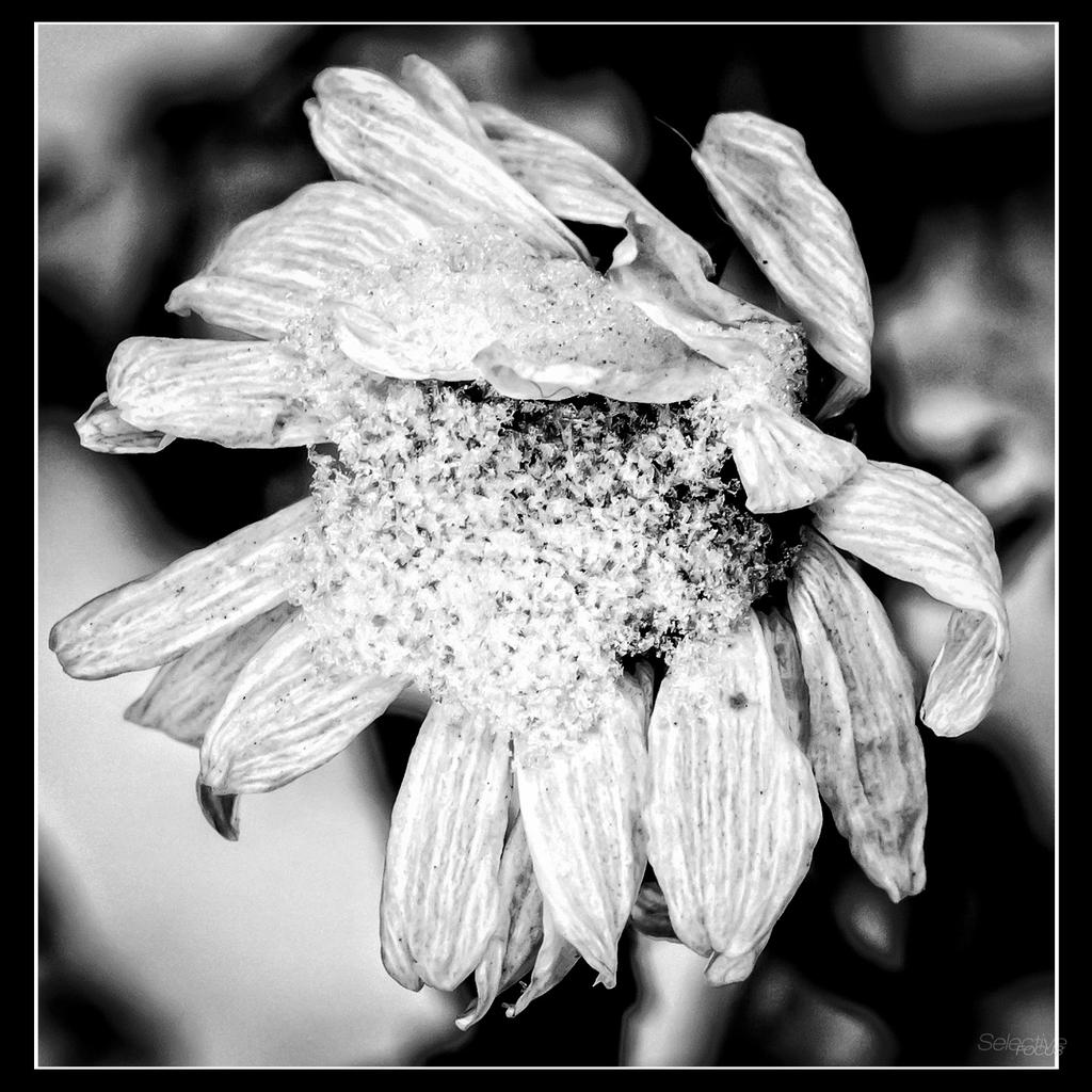 Snow1 (1 of 1).jpg