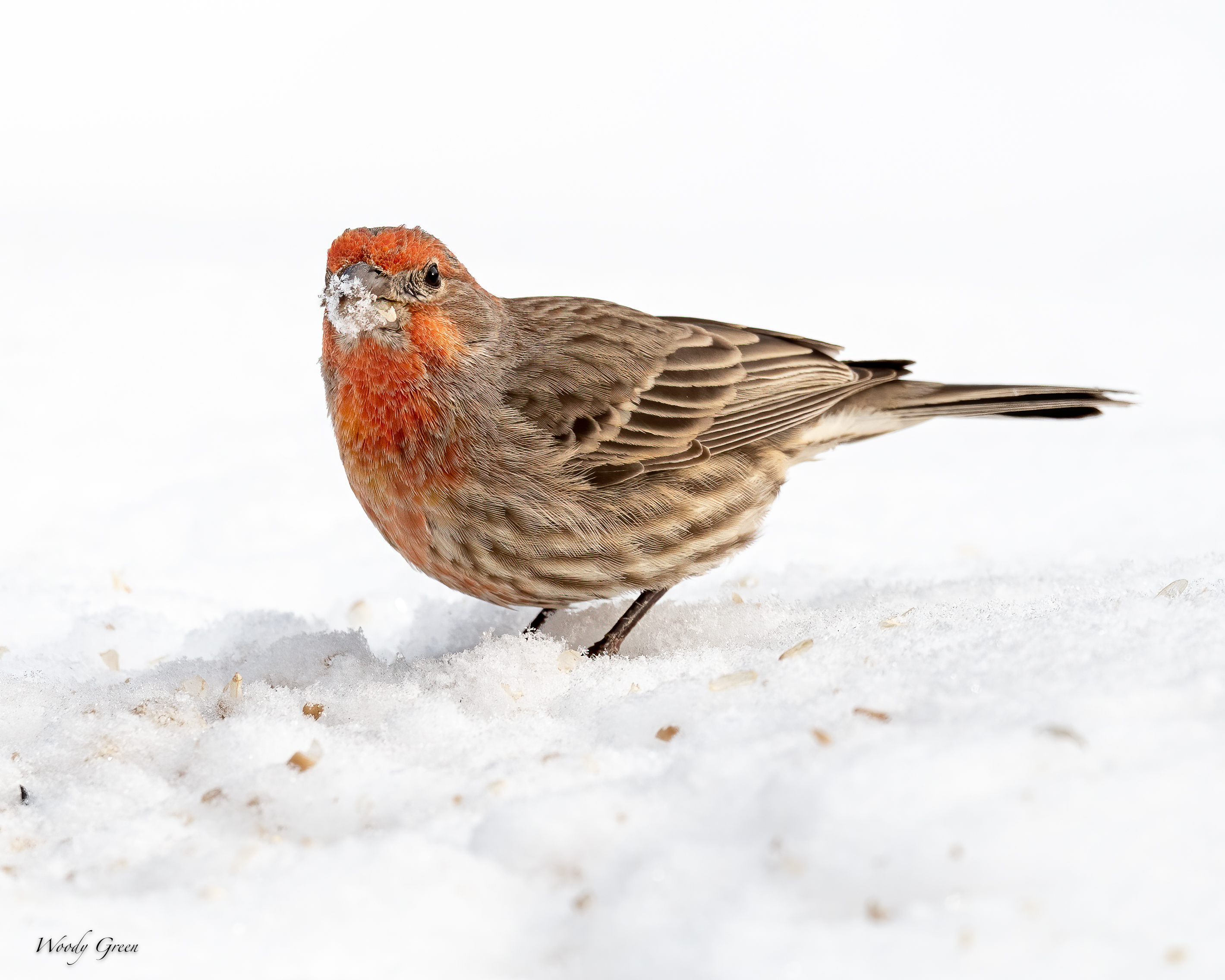 SnowBirds-551.jpg