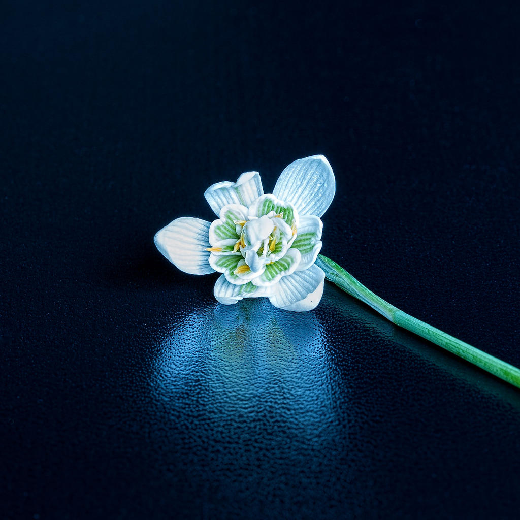 snowdrop.jpg