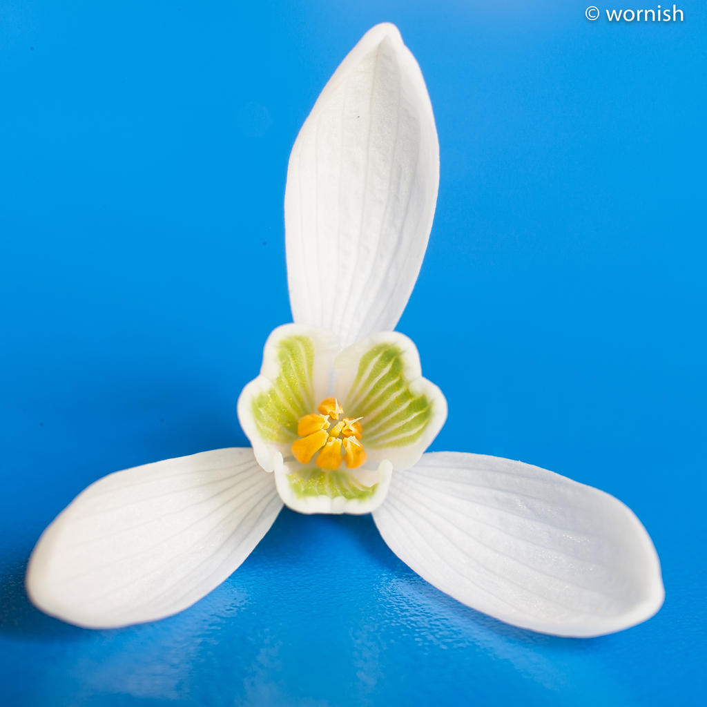 snowdrop4.jpg