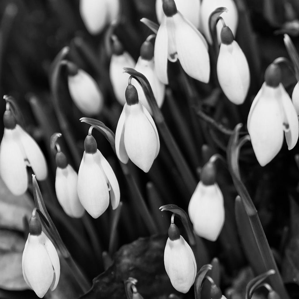 snowdrops.jpg