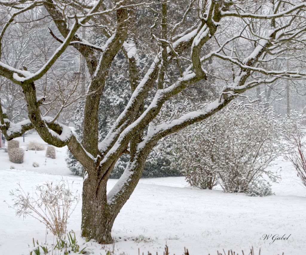 Snowfall sm.jpg