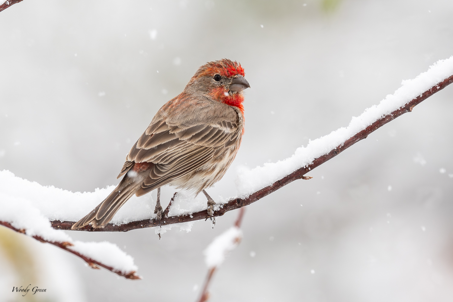 SnowFinally-600.jpg
