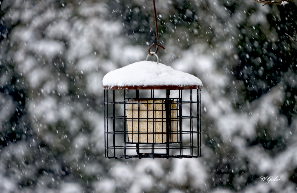 snowflake-sm-jpg.400064