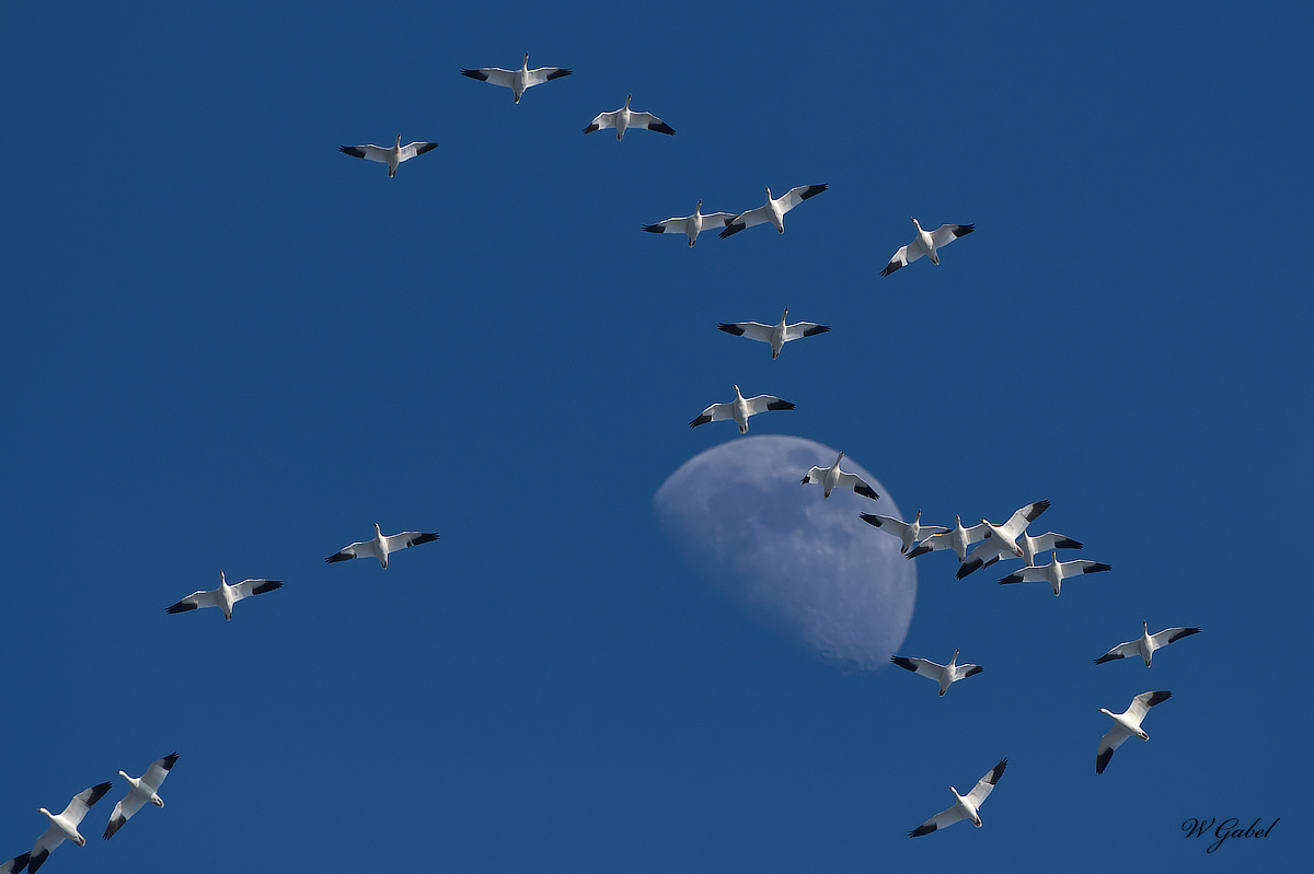 SnowGeese 02 sm.jpg