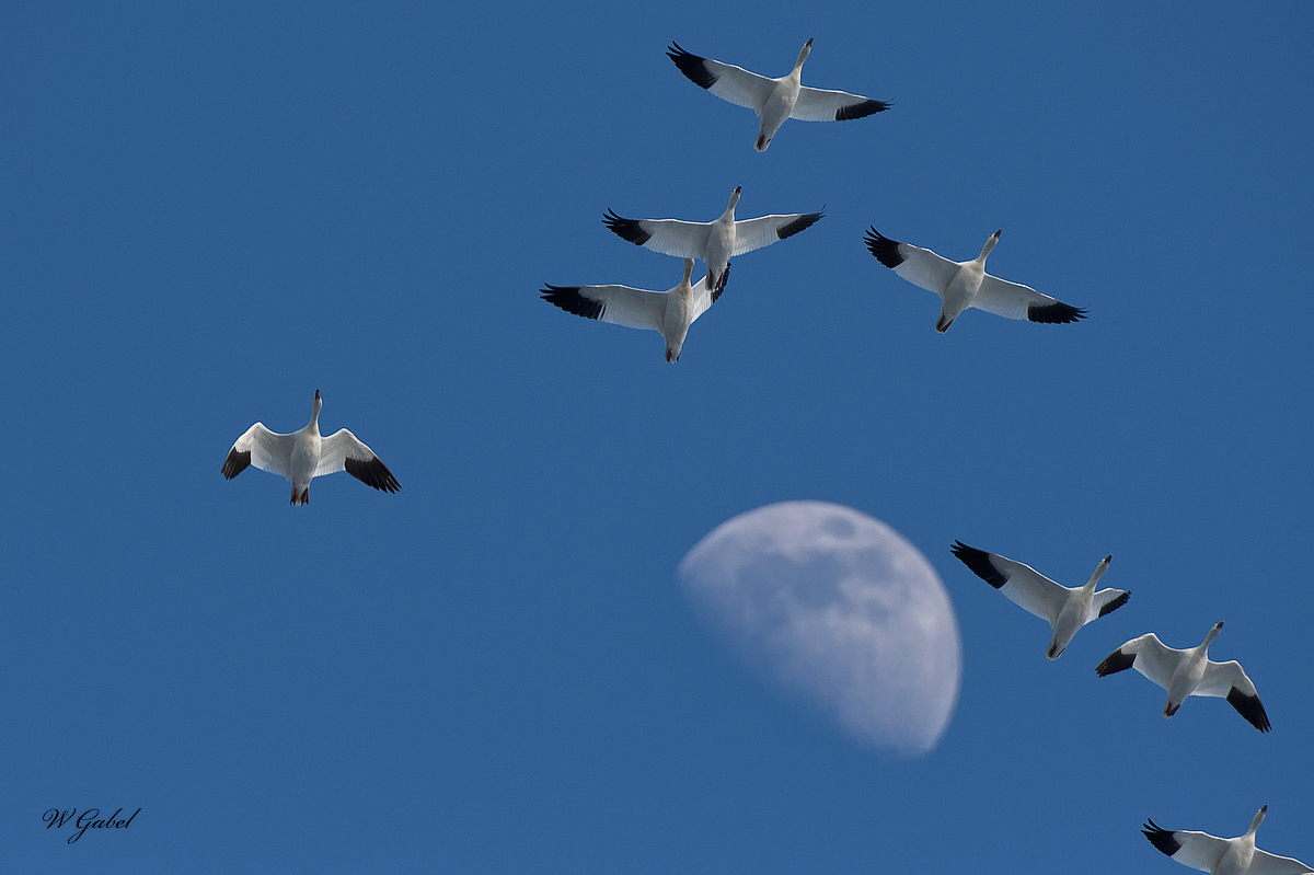 SnowGeese 03 sm.jpg