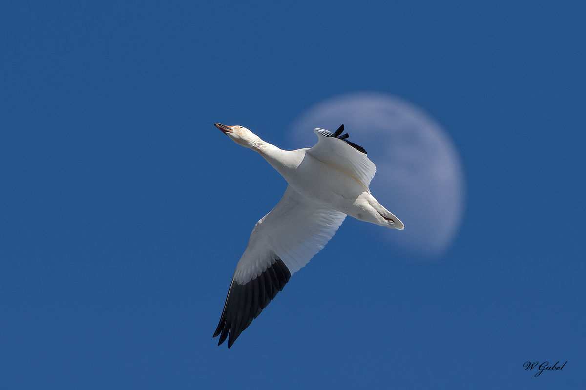 SnowGeese 04 sm.jpg
