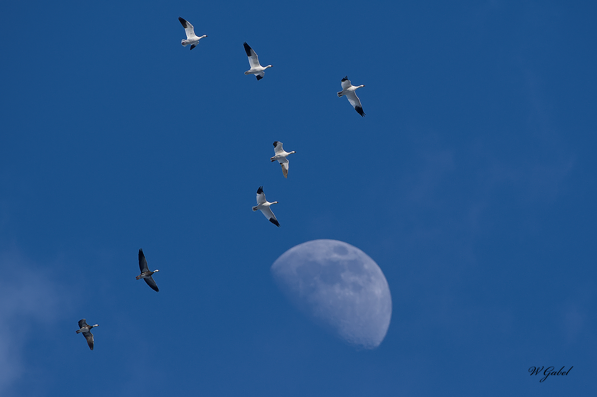 SnowGeese sm.jpg