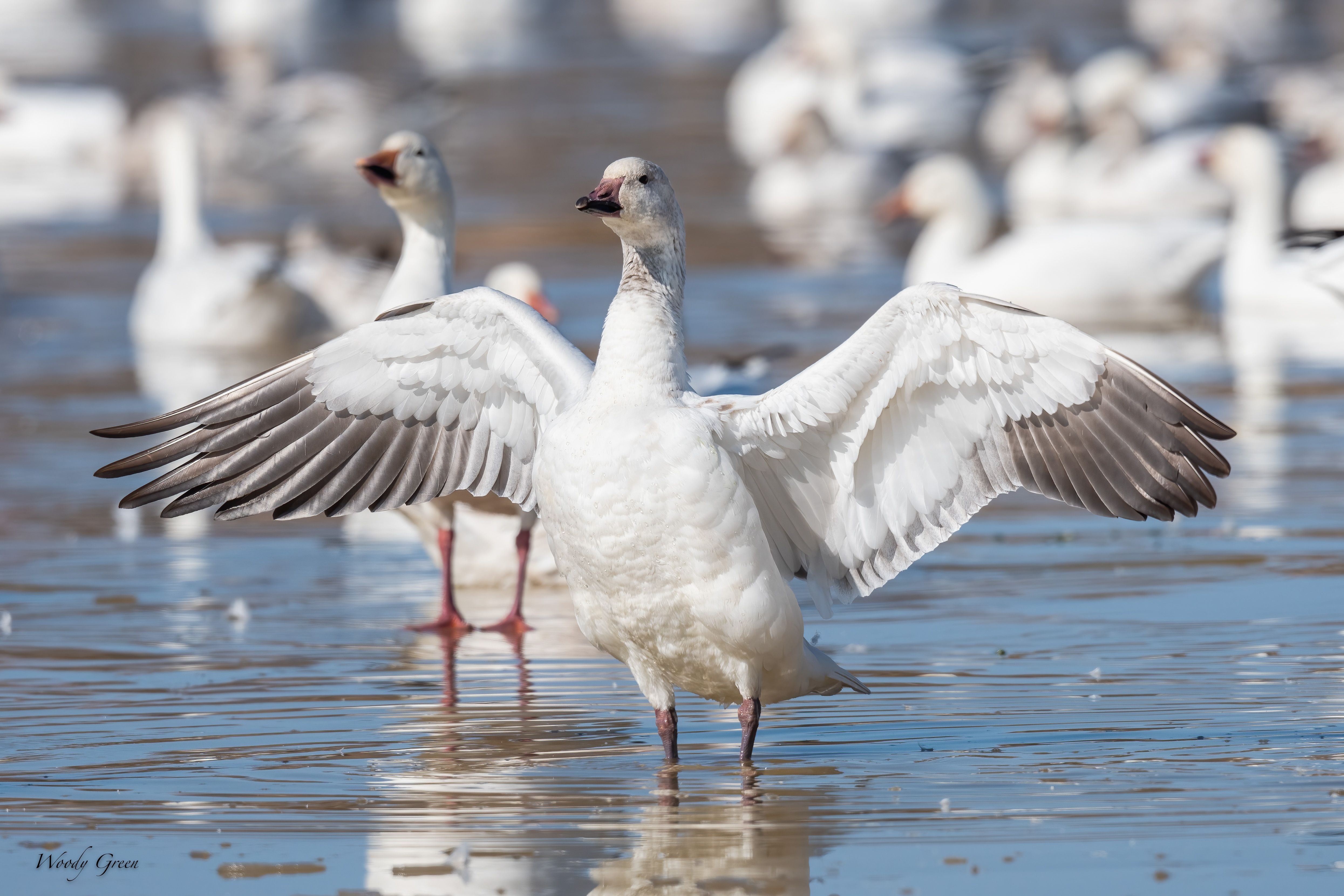 SnowGoose-520.jpg