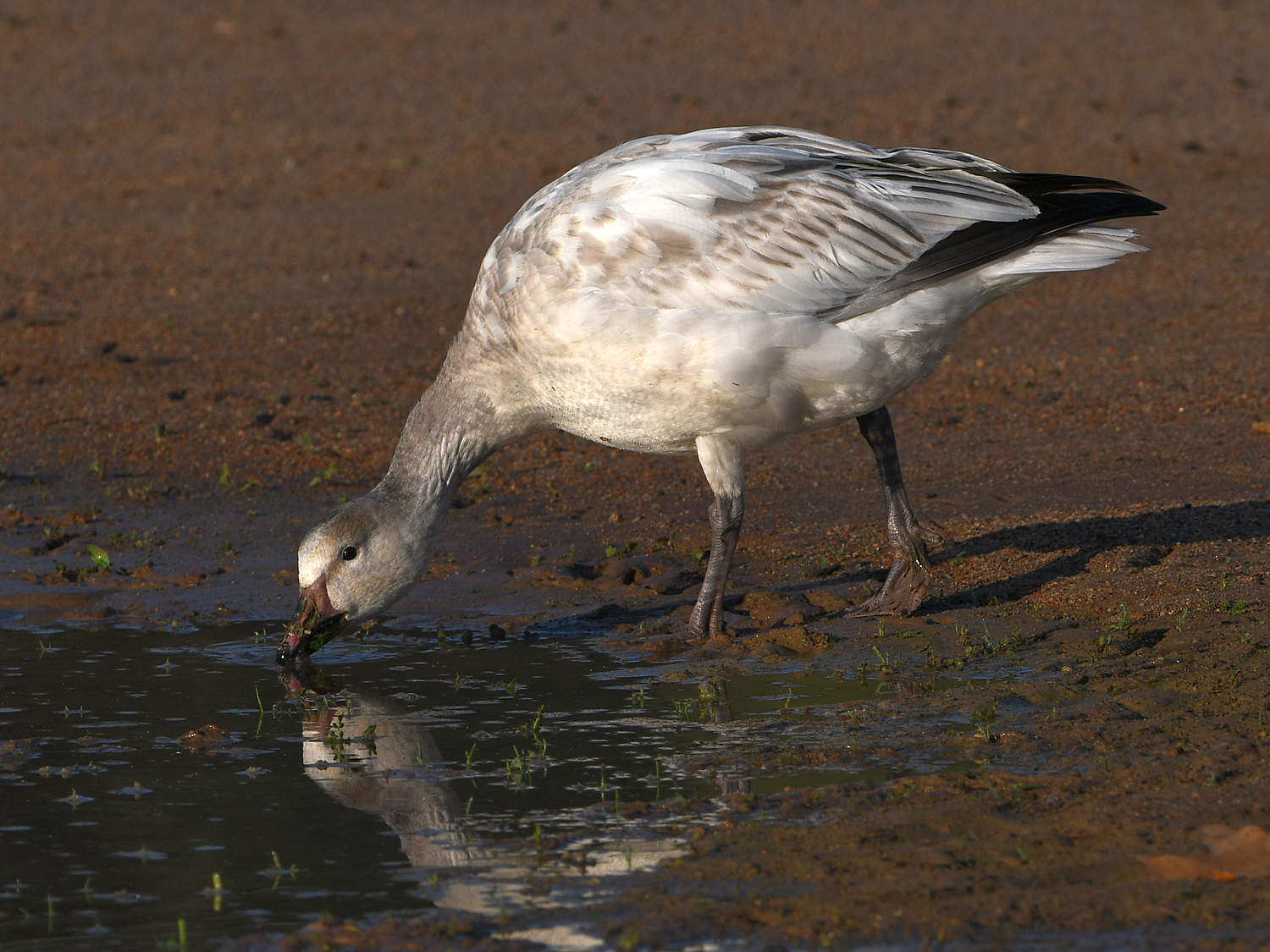 SnowGoose.jpg
